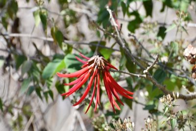 Erythrina goldmanii, photographed by Neptalí Ramírez Marcial