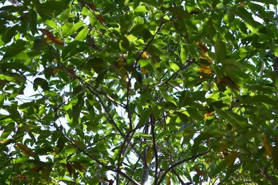 Ocotea puberula, photographed by Neptalí Ramírez Marcial