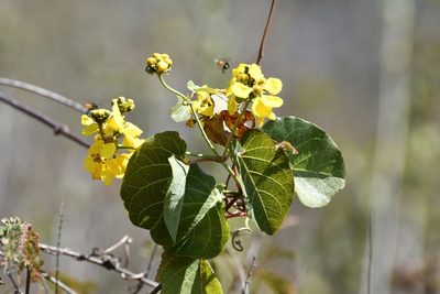Stigmaphyllon selerianum, photographed by Neptalí Ramírez Marcial