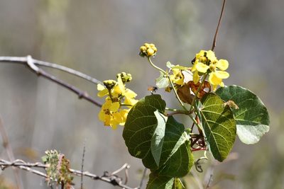 Stigmaphyllon selerianum, photographed by Neptalí Ramírez Marcial