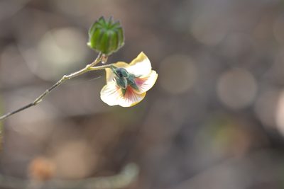 Abutilon andrieuxii, photographed by Neptalí Ramírez Marcial