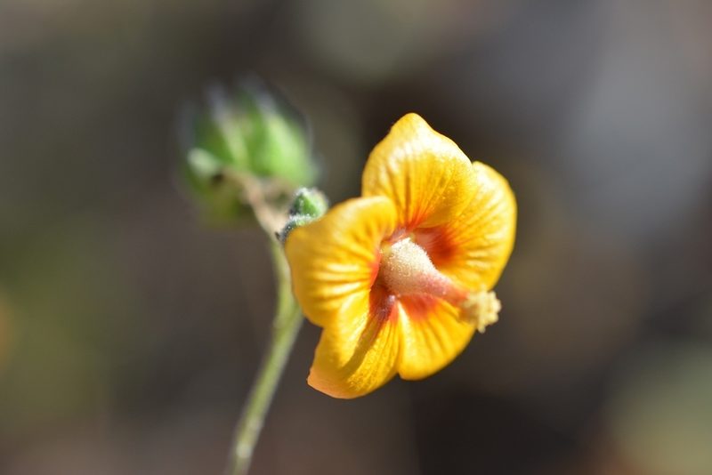 Abutilon andrieuxii, photographed by Neptalí Ramírez Marcial