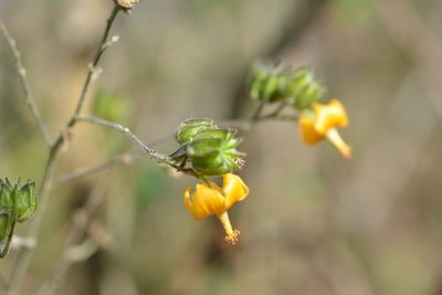 Abutilon andrieuxii, photographed by Neptalí Ramírez Marcial