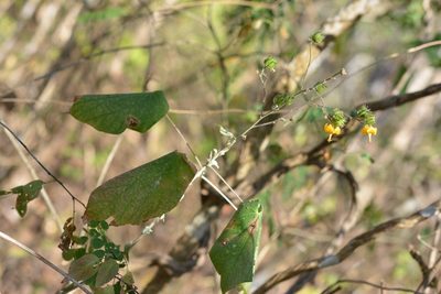 Abutilon andrieuxii, photographed by Neptalí Ramírez Marcial