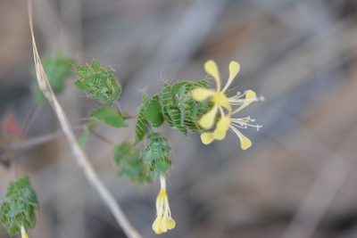 Loeselia ciliata, photographed by Neptalí Ramírez Marcial
