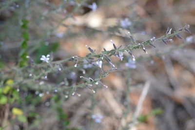 Loeselia pumila, photographed by Neptalí Ramírez Marcial