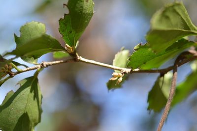 Xylosma intermedia, photographed by Neptalí Ramírez Marcial