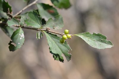Xylosma intermedia, photographed by Neptalí Ramírez Marcial