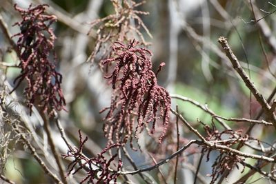 Myriocarpa heterospicata, photographed by Neptalí Ramírez Marcial