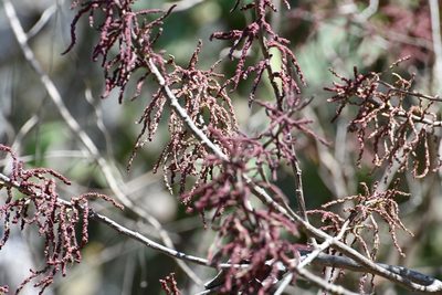 Myriocarpa heterospicata, photographed by Neptalí Ramírez Marcial