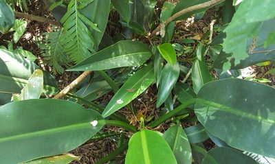 Philodendron martianum, photographed by alessandradalia