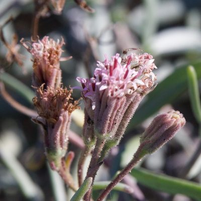 Palafoxia linearis, photographed by Bill Levine