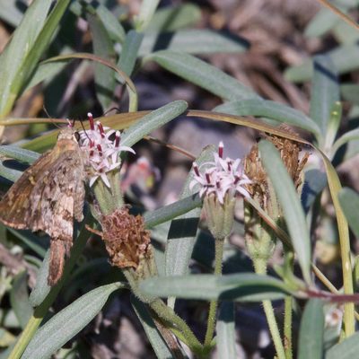 Palafoxia linearis, photographed by Bill Levine