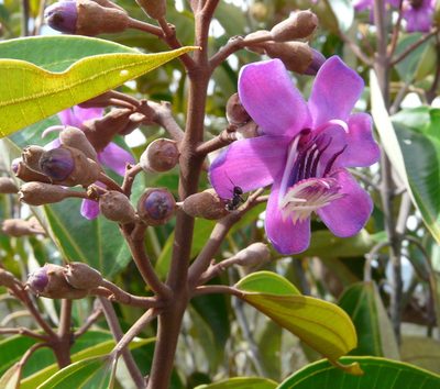 Meriania urceolata, photographed by Steven Bodzin
