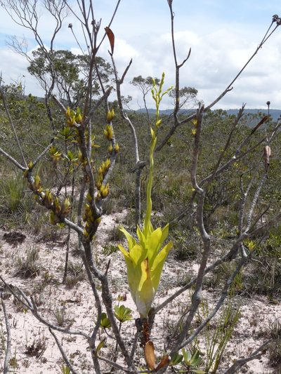 Catopsis berteroniana, photographed by Steven Bodzin