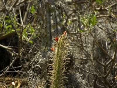 Corryocactus erectus, photographed by Steven Bodzin