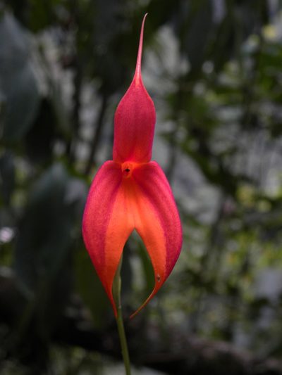 Masdevallia veitchiana, photographed by Steven Bodzin