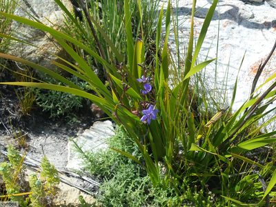 Aristea latifolia, photographed by Chris Vynbos