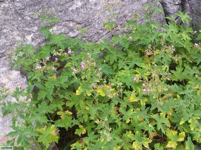 Pelargonium hispidum, photographed by Chris Vynbos