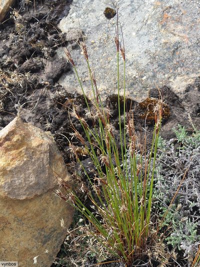Schoenus pictus, photographed by Chris Vynbos
