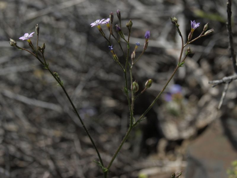 Gilia ophthalmoides, photographed by Jim Morefield