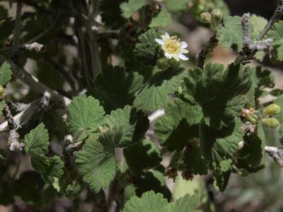 Physocarpus alternans, photographed by Jim Morefield