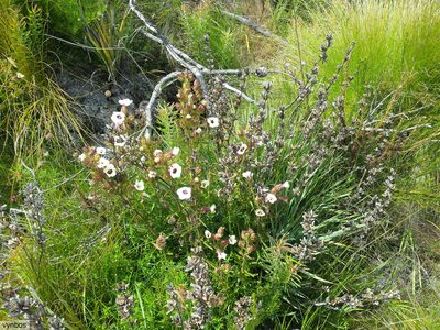 Melasma scabrum, photographed by Chris Vynbos