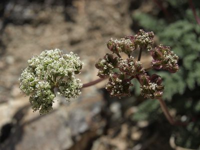Cymopterus aboriginum, photographed by Jim Morefield