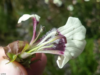Melasma scabrum, photographed by Chris Vynbos