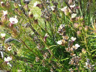 Melasma scabrum, photographed by Chris Vynbos