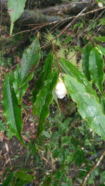 Camellia caudata, photographed by Cheng-Te Hsu