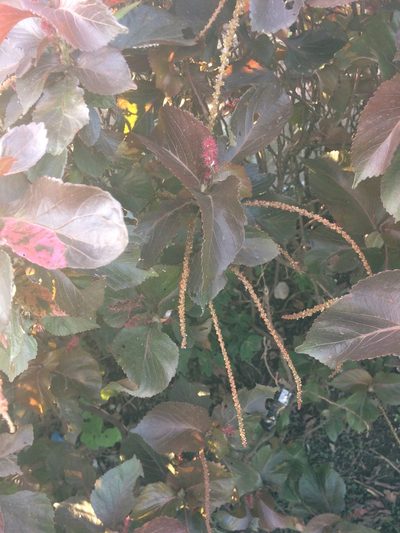 Acalypha wilkesiana, photographed by Greg III Espera