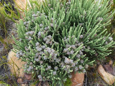 Aspalathus triquetra, photographed by Chris Vynbos