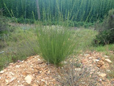 Psoralea diturnerae, photographed by Di Turner