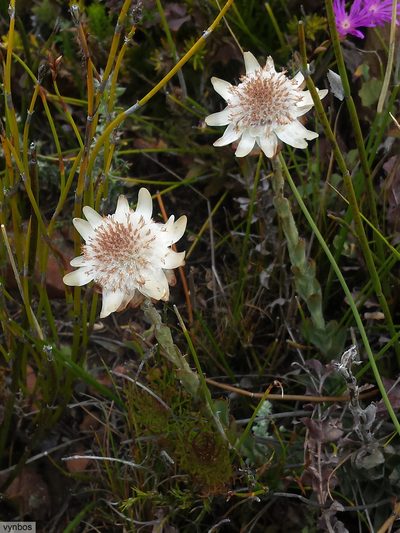 Syncarpha variegata, photographed by Chris Vynbos