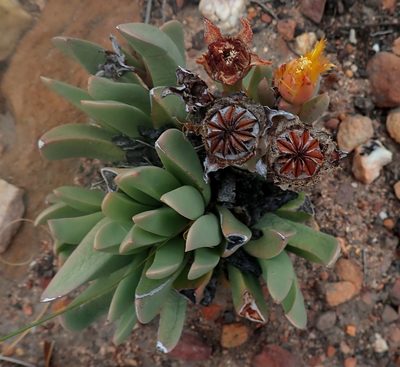 Machairophyllum albidum, photographed by Di Turner