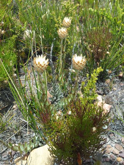 Syncarpha variegata, photographed by Chris Vynbos