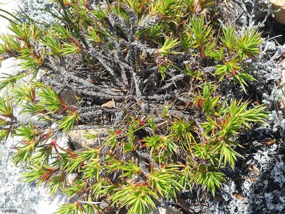 Cliffortia dregeana, photographed by Chris Vynbos