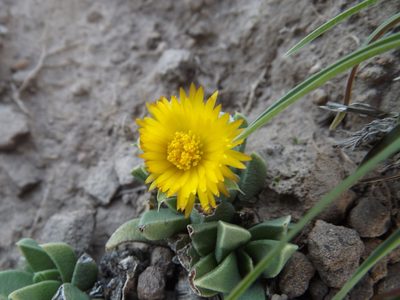 Bergeranthus katbergensis, photographed by James Deacon