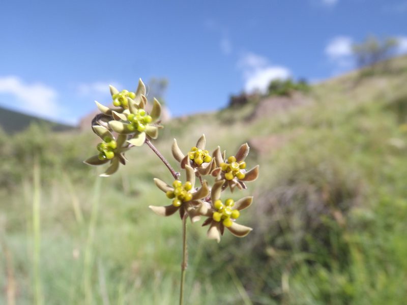 Schizoglossum linifolium, photographed by James Deacon
