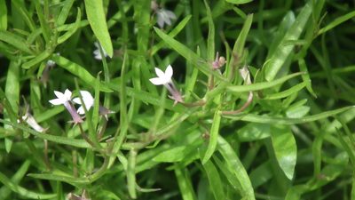Grammatotheca bergiana, photographed by Shaun Swanepoel