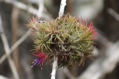 Tillandsia ionantha, photographed by Adrianh M. Orozco