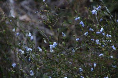 Wahlenbergia obovata, photographed by Tony Rebelo