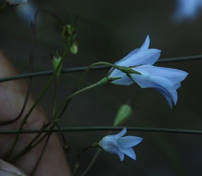 Wahlenbergia obovata, photographed by Tony Rebelo