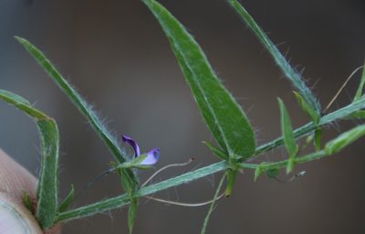 Psoralea monophylla, photographed by Tony Rebelo