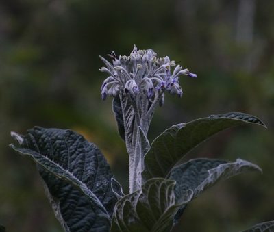 Solanum giganteum, photographed by Tony Rebelo