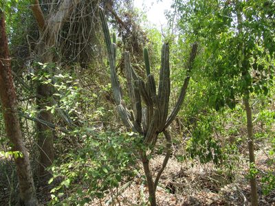 Pilosocereus robinii, photographed by Carter Dorscht
