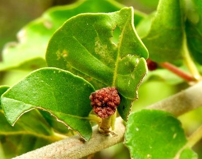 Pisonia capitata, photographed by Francisco Farriols Sarabia