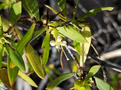 Ernodea littoralis, photographed by Alison Northup