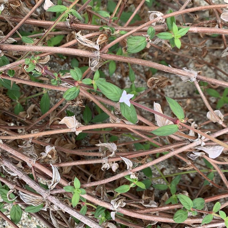 Tessiera lithospermoides, photographed by Bill Levine